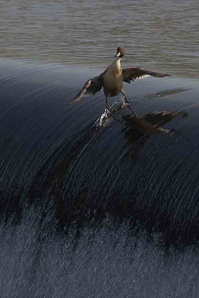 The Surfer