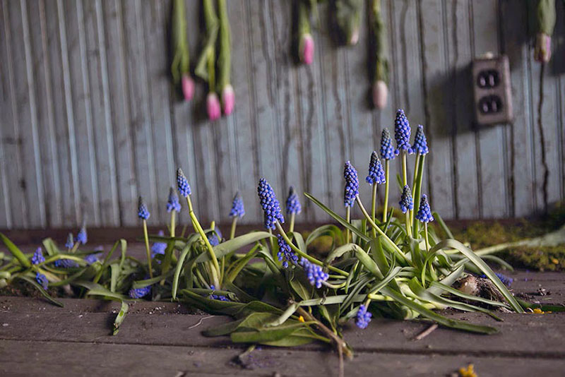 Flower House