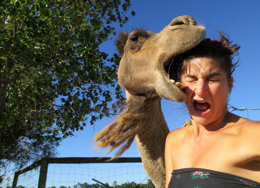 A hungry camel