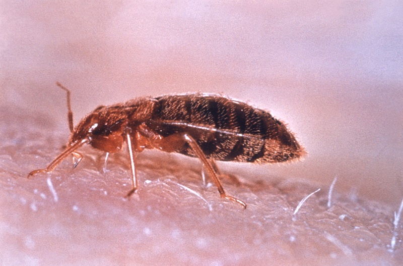 Bedbugs
