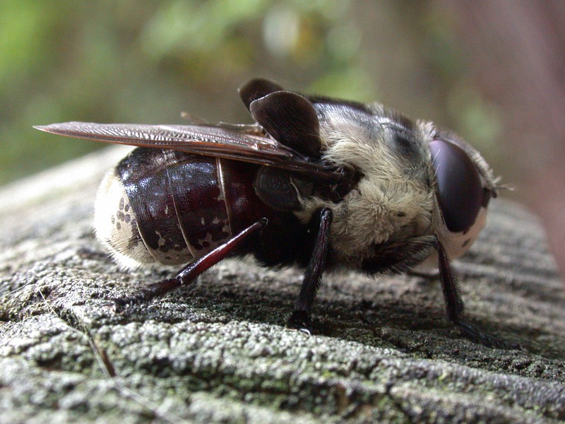 The Botfly