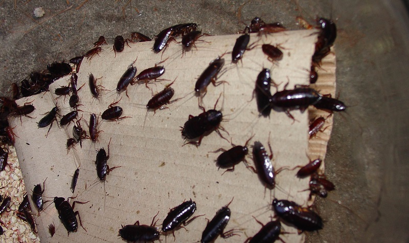 Cockroaches