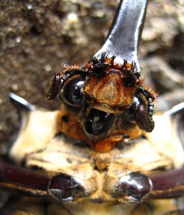 Elephant Beetle