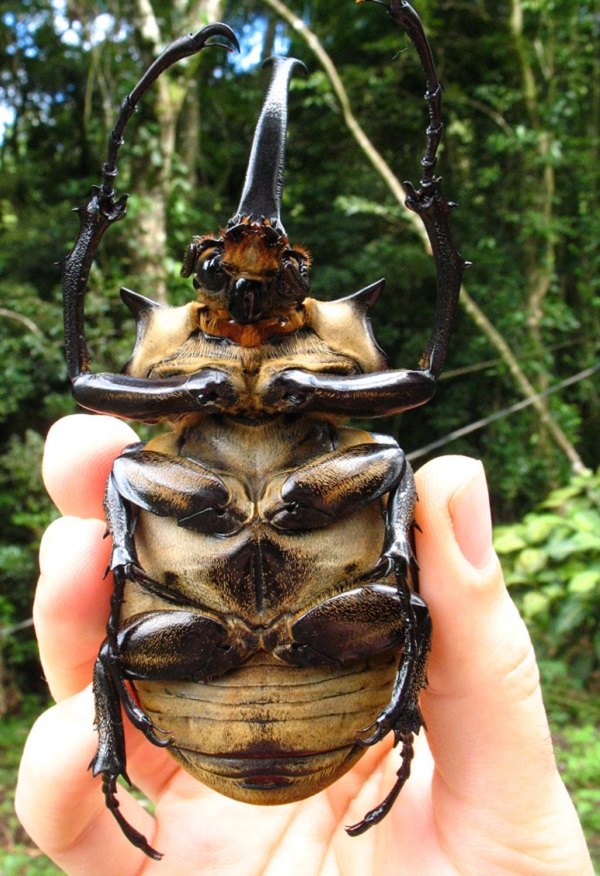 Elephant Beetle