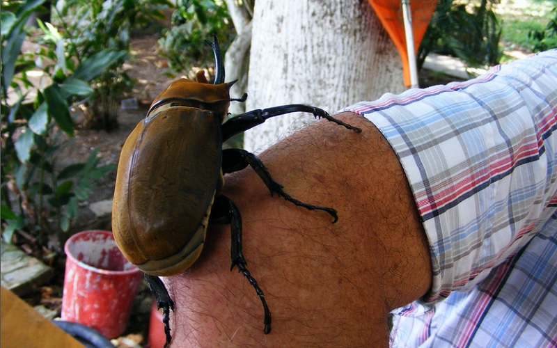 7 Petrifying Insects That Will Give You Nightmares