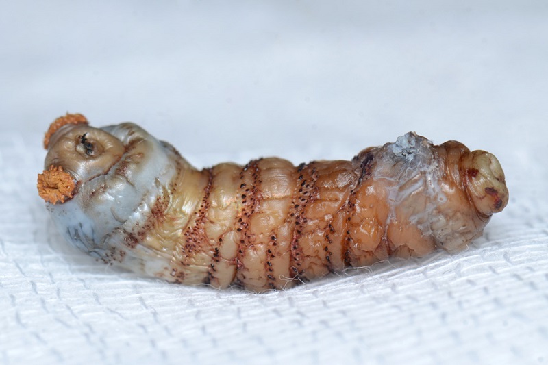 The Botfly