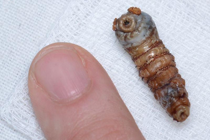 The Botfly