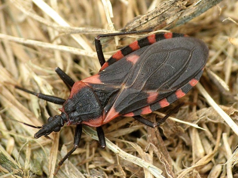 Kissing Bugs