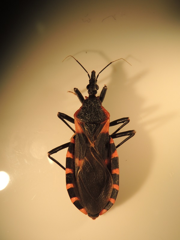 Kissing Bugs