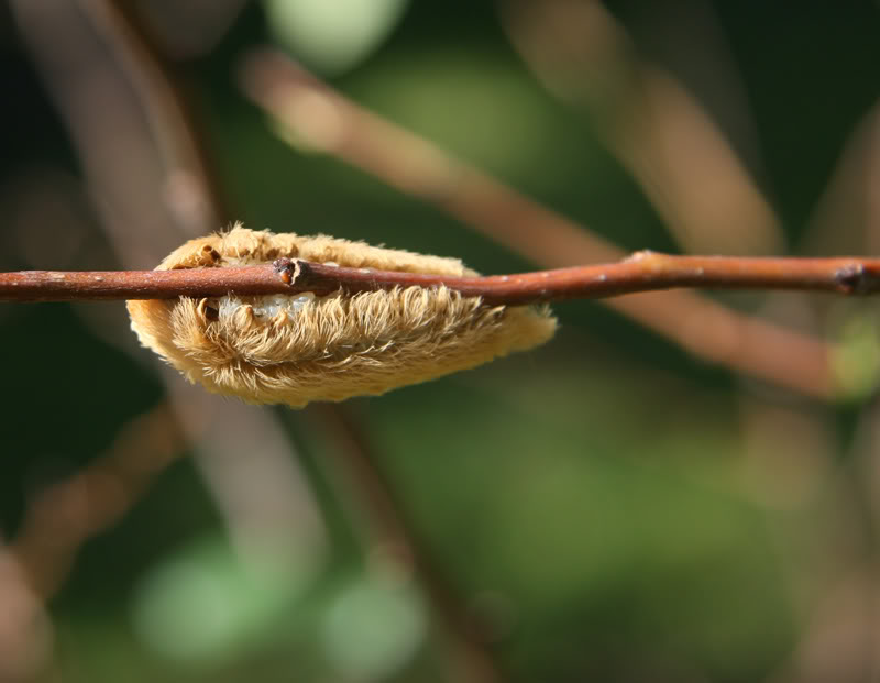 Puss Caterpillar