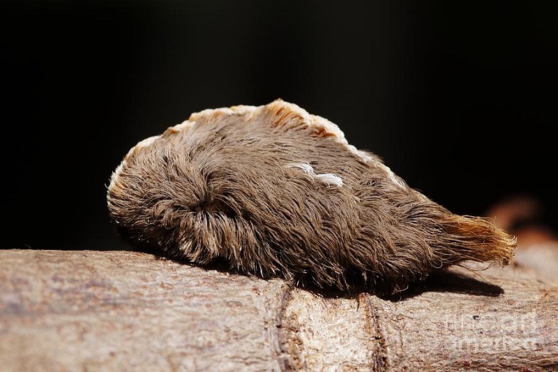 Puss Caterpillar