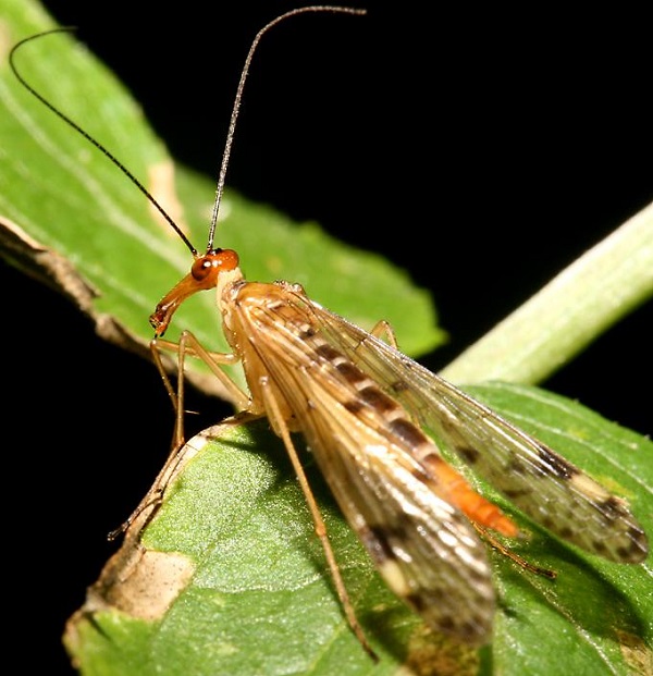 Scorpionfly