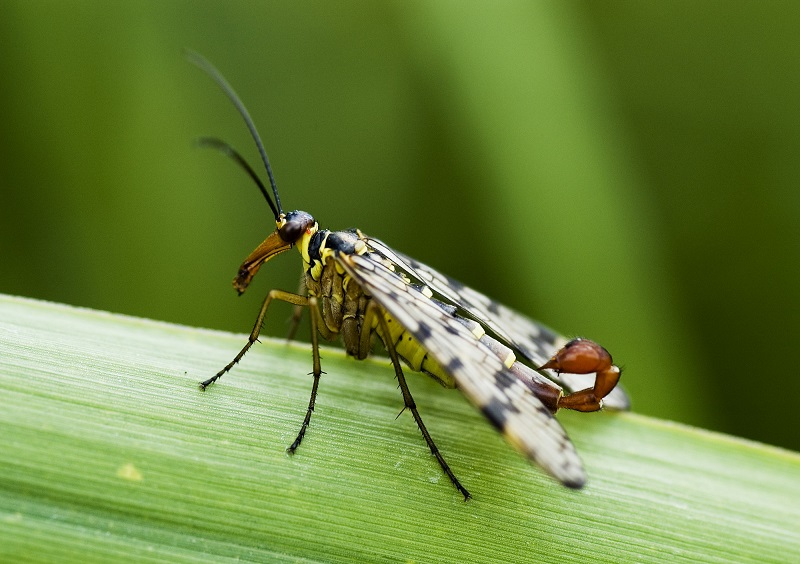 Scorpionfly