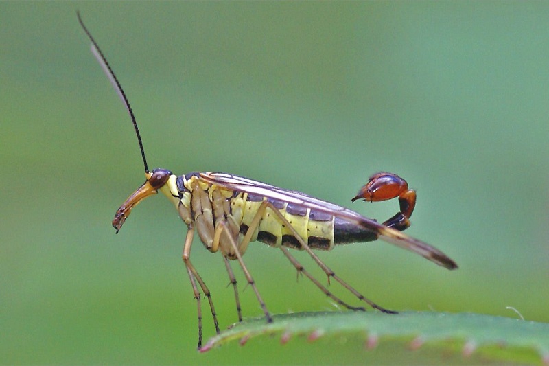 Scorpionfly