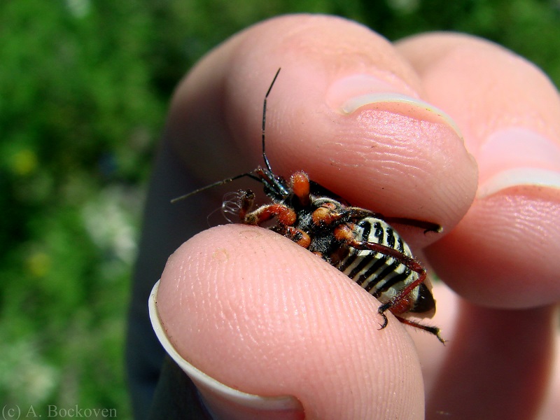 Kissing Bugs