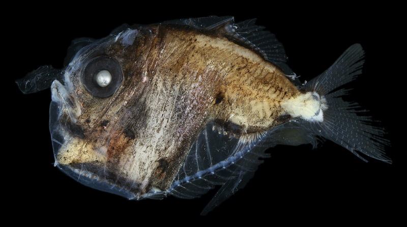 Bizarre Ocean Creatures: The Hatchetfish