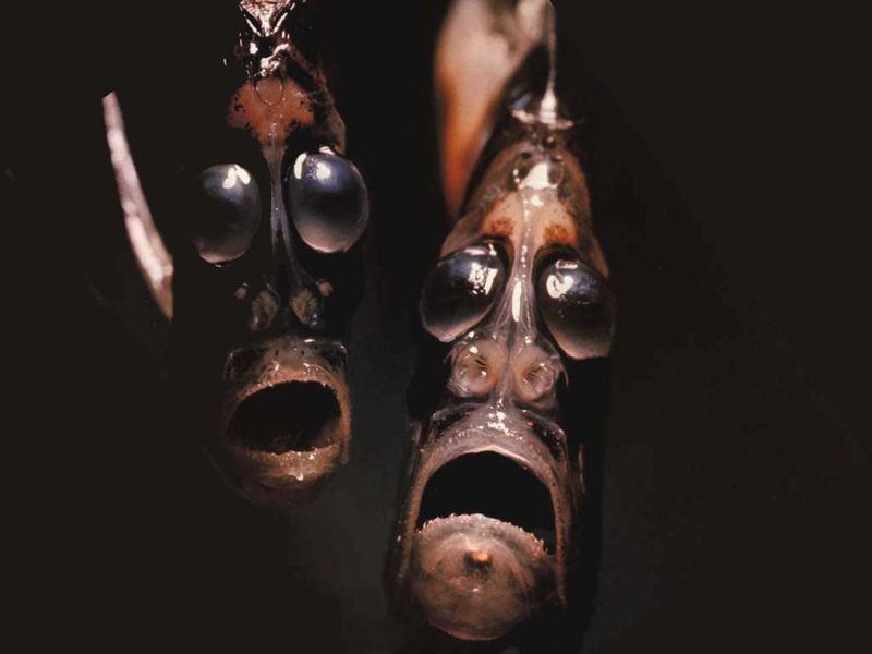 Bizarre Ocean Creatures The Hatchetfish
