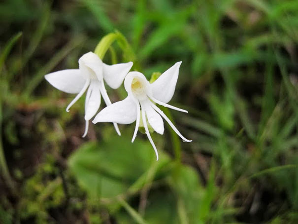 Angel Orchid (Habenaria Grandifloriformis)