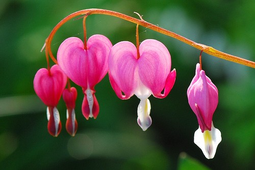 Bleeding Heart