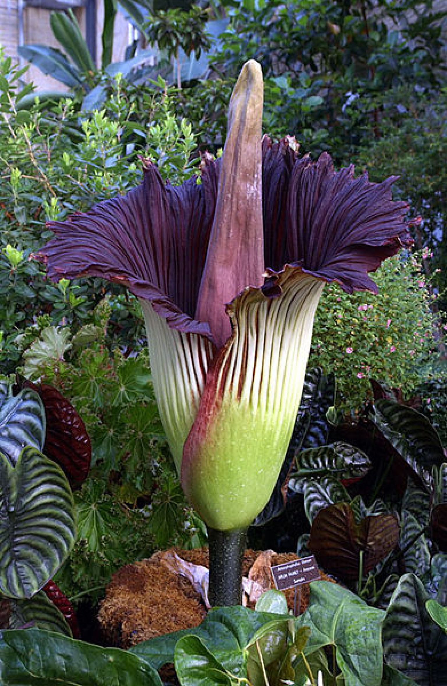 Corpse lily (Amorphophallus titanum)