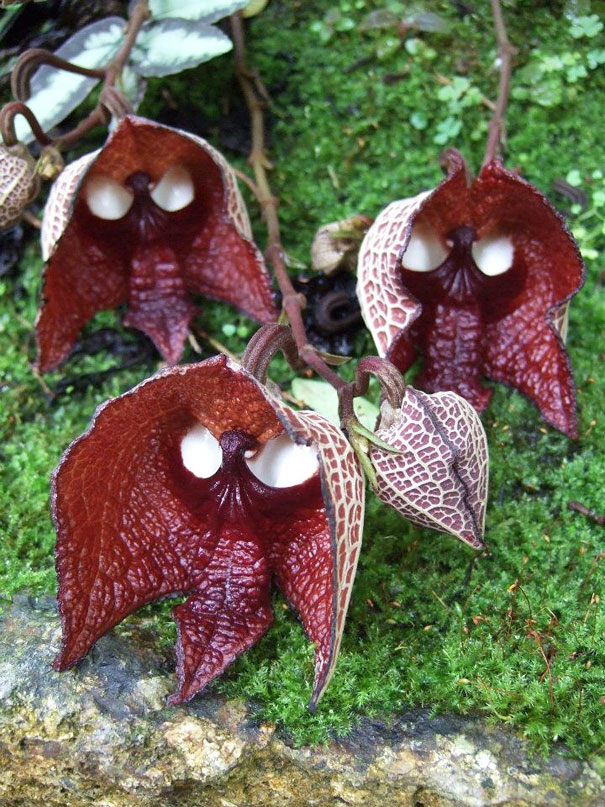 Darth Vader (Aristolochia Salvadorensis)