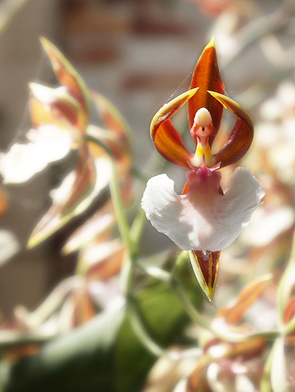Orchid That Looks Like A Ballerina