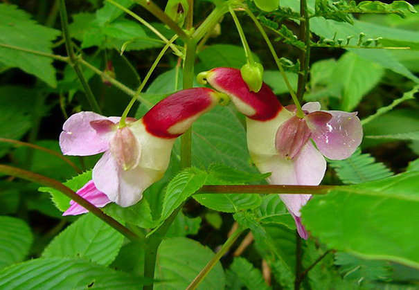 Parrot Flower (Impatiens Psittacina)