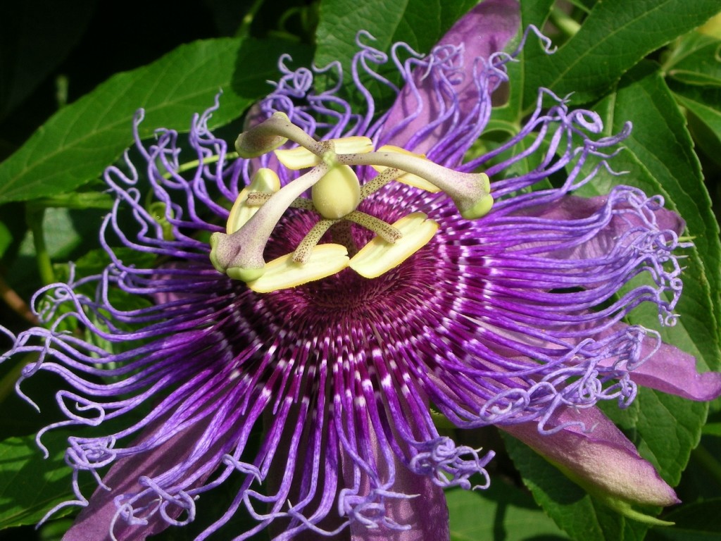Passion Flower (Passiflora incarnata)