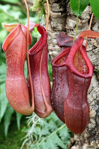 Pitcher plant (Nepenthes spectabilis X ventricosa)