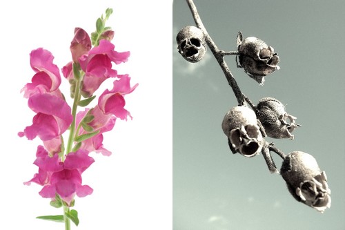 Snap Dragon