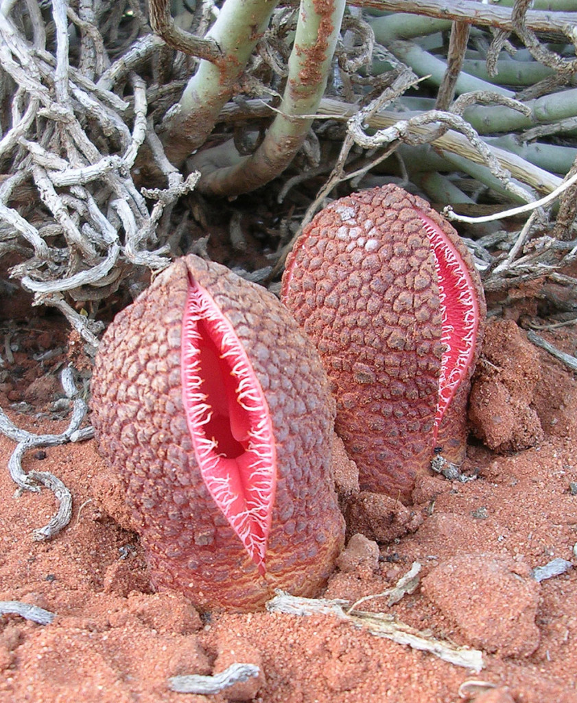 Subterranean Plant (Hydnora africana)