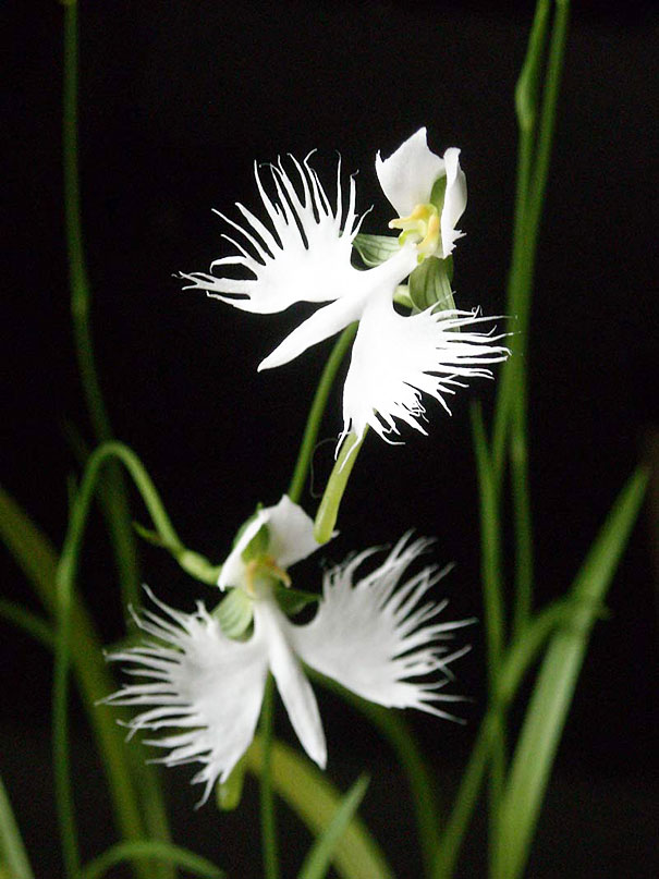 White Egret Orchid (Habenaria Radiata)